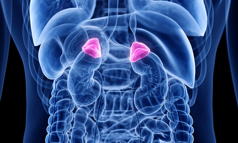 健身记04：控制皮质醇（Cortisol）